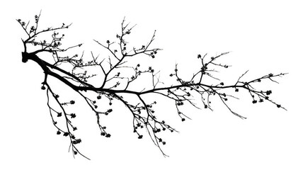 Obraz premium Winter Branch with Bare Silhouette Isolated on White Transparent Background