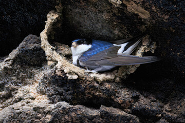 a nesting house martin on a cliff