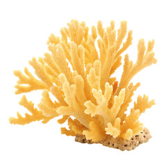 Stunning Yellow Coral Reef HighResolution Image of Aquatic Life on Transparent background