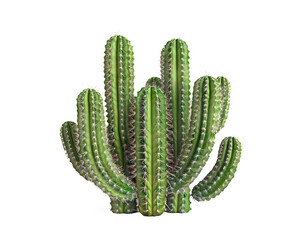 Artistic Green Cactus on a transparent background
