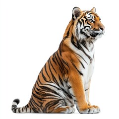 Fototapeta premium Majestic Tiger Sitting Gracefully Against a White Background Showcasing Striking Orange Fur and Distinctive Black Stripes
