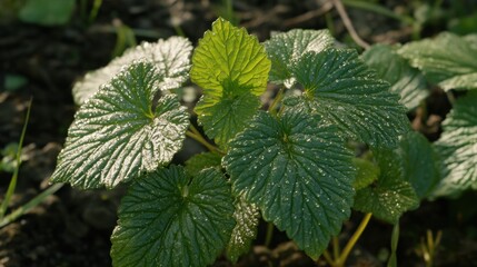 Fresh leaves sprout in sunlit soil