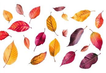 Obraz premium Colorful Autumn Leaves on White Background Creating a Vibrant Natural Aesthetic for Seasonal Decor or Craft Projects