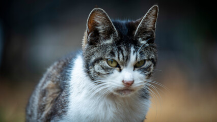 Fototapeta premium 猫島の猫たち