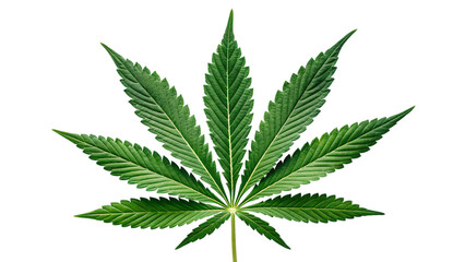 A vibrant, healthy cannabis leaf, showcasing its intricate details and rich green color against a stark white background.