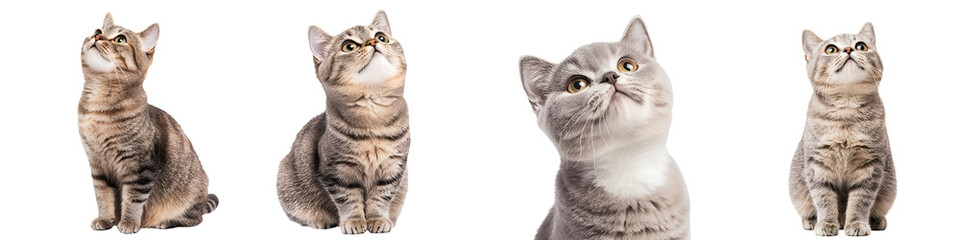 Adorable kittens in a portrait session