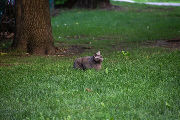 A gray cat lies calmly on a lush grassy lawn near a tree, appearing alert in a peaceful natural park setting.