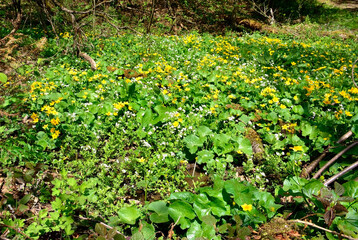 Field of yellow flowers - marsh marigolds in Low Beskids, Poland