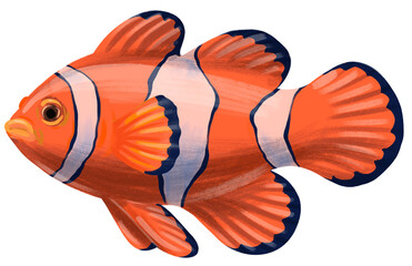 Orange Clownfish Striped