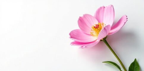 Fototapeta premium Delicate flower in full bloom on a crisp white background, nature, white
