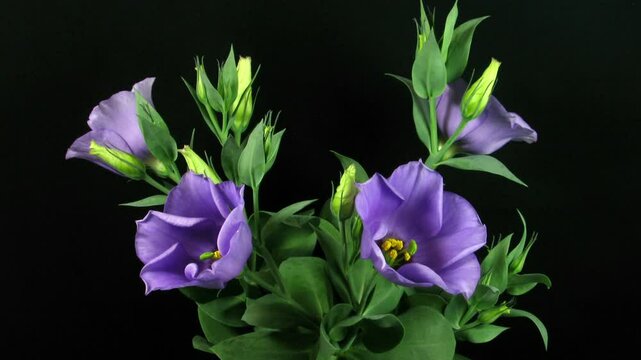 Time lapse of blooming eustoma flower