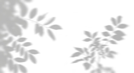 Fototapeta premium Abstract natural tree leaves silhouette shadows on transparent background png