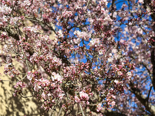 Spring is coming blossoming tree cherry, almond, sakura. Beautiful white pink flowers, blooming tree. Beautiful trees in park. Blossoming alley. Sakura Cherry blossom