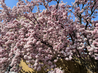 Spring is coming blossoming tree cherry, almond, sakura. Beautiful white pink flowers, blooming tree. Beautiful trees in park. Blossoming alley. Sakura Cherry blossom