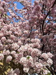 Spring is coming blossoming tree cherry, almond, sakura. Beautiful white pink flowers, blooming tree. Beautiful trees in park. Blossoming alley. Sakura Cherry blossom