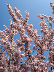Spring is coming blossoming tree cherry, almond, sakura. Beautiful white pink flowers, blooming tree. Beautiful trees in park. Blossoming alley. Sakura Cherry blossom