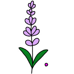 Obraz premium vector illustration of a lilac flower