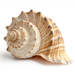 Obraz premium conch shell PNG, transparent background, isolate