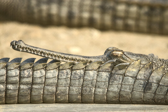 A juvenile Gharial basks in the warm sunlight along a sandy riverbank in Chitwan National Park, Nepal. 