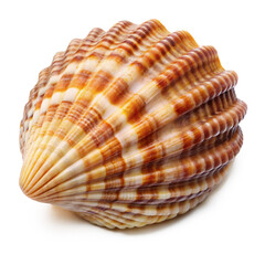 Obraz premium scallop shell PNG, transparent background, isolate
