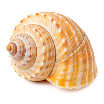 conch shell PNG, transparent background, isolate
