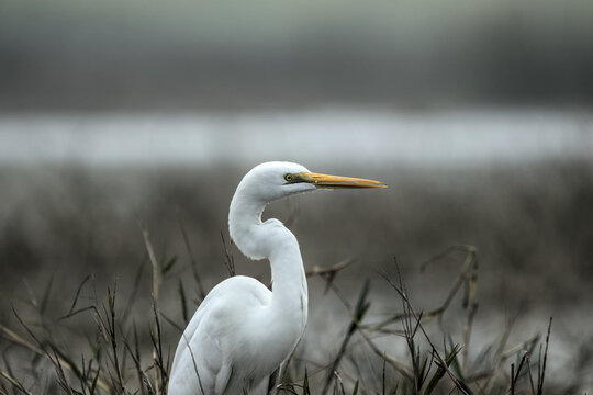 A Great Egret stands poised in a rusty grassland with shallow water, its pristine white plumage glowing against the earthy tones.