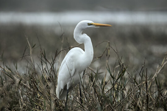 A Great Egret stands poised in a rusty grassland with shallow water, its pristine white plumage glowing against the earthy tones.