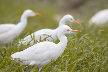 A close-up of a Cattle Egret in a lush green wheat field captures its sharp features and snowy plumage in perfect focus. 