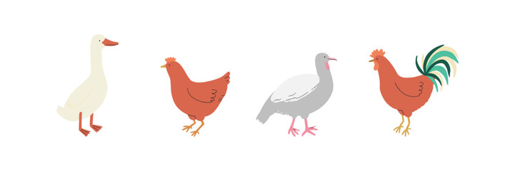 Set of farm birds including a goose, hens, and rooster. Great for agricultural, countryside, or farm animal illustrations