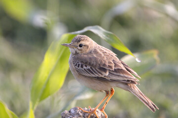 A close-up of a Paddyfield Pipit showcases its subtle brown-streaked plumage, slender beak, and alert expression. 