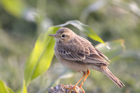 A close-up of a Paddyfield Pipit showcases its subtle brown-streaked plumage, slender beak, and alert expression. 