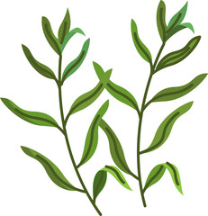 tarragon illustration on a white background 