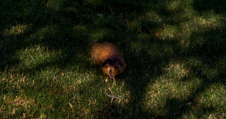 A small brown and black animal is standing in the grass