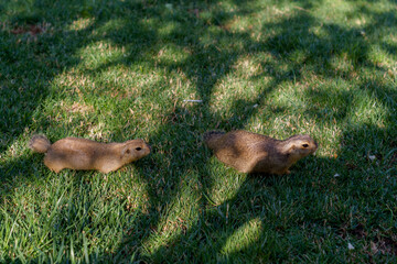 Two small animals are walking on the grass