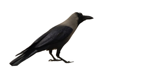 Obraz premium Indian House Crow Corvus splendens PNG Isolated onn white background