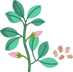 dill illustration on a white background 