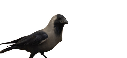 Indian House Crow Corvus splendens PNG Isolated onn white background