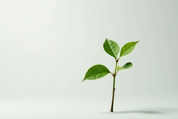 Single, delicate sapling against pure white backdrop , ecology, clean, tree
