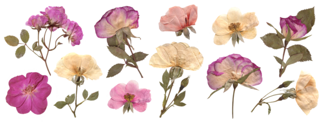 Pressed Pink and White Rose Flowers And Branches. Dried botanical elements for scrapbooking, collage, craft, wedding, and nature designs. Romantic vintage floral collection