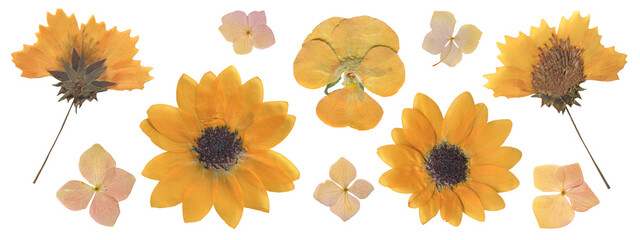 Collection of Dried Yellow Flowers including Sunflower, Pansy and Hydrangea. Pressed Wildflowers for botanical Scrapbooking, Collages and Vintage design