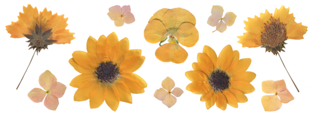 Collection of Dried Yellow Flowers including Sunflower, Pansy and Hydrangea. Pressed Wildflowers for botanical Scrapbooking, Collages and Vintage design