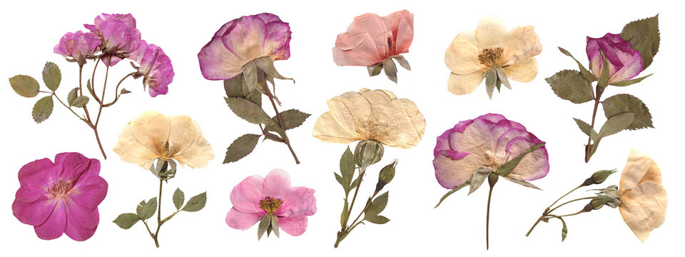 Pressed Pink and White Rose Flowers And Branches. Dried botanical elements for scrapbooking, collage, craft, wedding, and nature designs. Romantic vintage floral collection