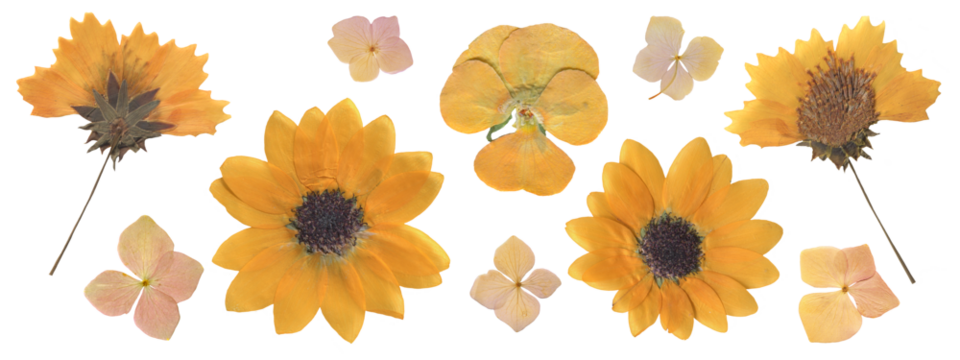 Collection of Dried Yellow Flowers including Sunflower, Pansy and Hydrangea. Pressed Wildflowers for botanical Scrapbooking, Collages and Vintage design