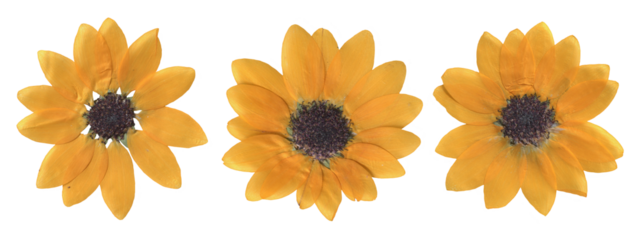 Pressed Sunflower Flowers isolated Set on transparent background. Vintage botanical Dried flowers clipart for Scrapbooking, collage, craft, and floral design
