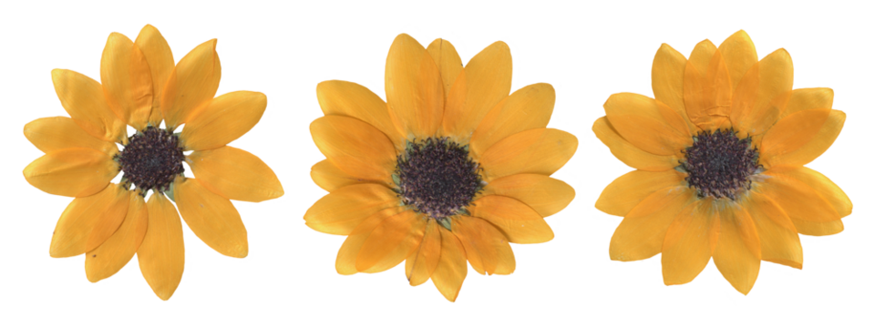 Pressed Sunflower Flowers isolated Set on transparent background. Vintage botanical Dried flowers clipart for Scrapbooking, collage, craft, and floral design
