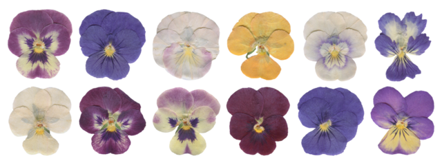 Pressed Pansy Flowers Set, Dried Botanical Cutout. Vintage Wildflowers Clipart for Scrapbooking and Collage