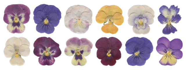 Fototapete Rund Pressed Pansy Flowers Set, Dried Botanical Cutout. Vintage Wildflowers Clipart for Scrapbooking and Collage © Anna
