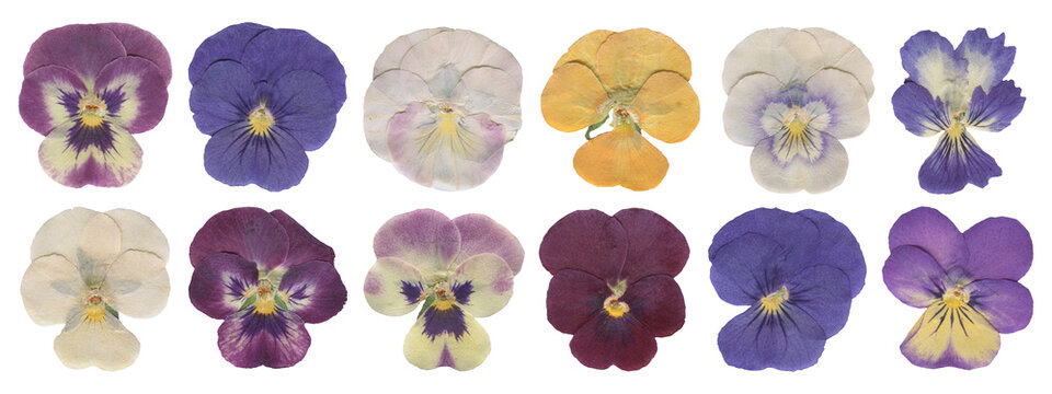 Pressed Pansy Flowers Set, Dried Botanical Cutout. Vintage Wildflowers Clipart for Scrapbooking and Collage