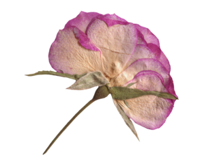 Botanical Pressed Pink Rose clipart. Dried Flowers elements for Scrapbooking, Collage, craft, wedding, and nature designs. Romantic vintage floral collection
