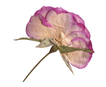 Botanical Pressed Pink Rose clipart. Dried Flowers elements for Scrapbooking, Collage, craft, wedding, and nature designs. Romantic vintage floral collection - Powered by Adobe